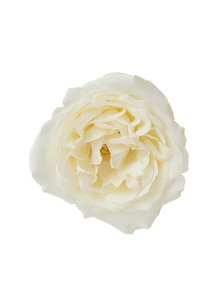 【生花】バラ(ロゼット咲き)白 品種おまかせ 40cmの花アップ