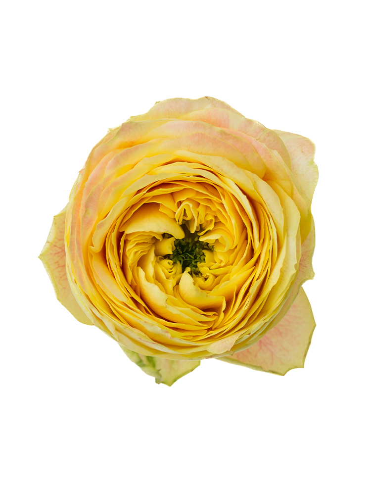 【生花】バラ(ロゼット咲き)黄 品種おまかせ 40cmの花アップ