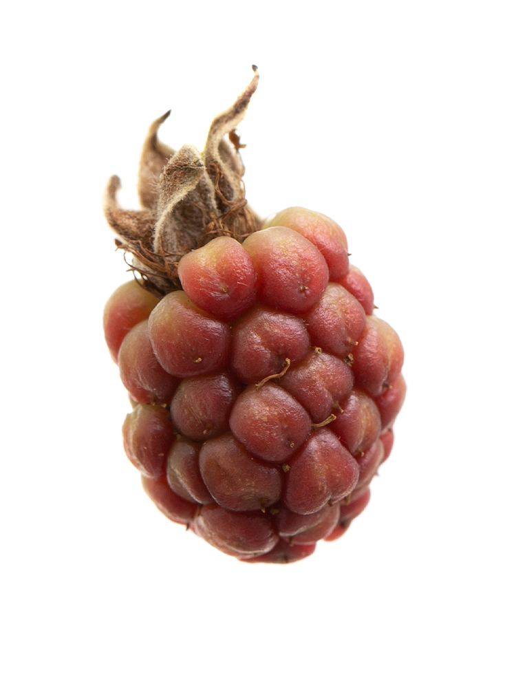 【生花】ブラックベリー ブラックベリーの花アップ