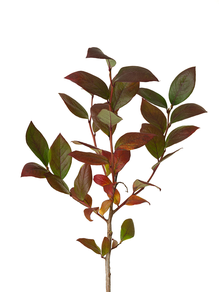 【翌日発送】ブルーベリー 紅葉の花アップ