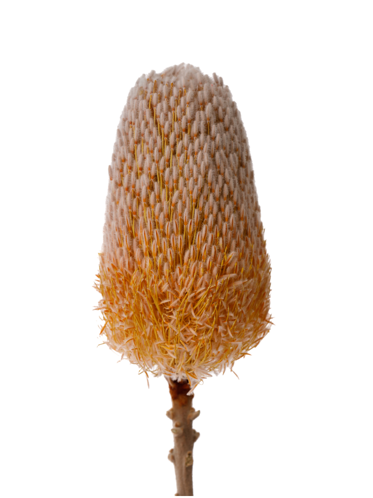 【生花】バンクシア バーデティーの花アップ