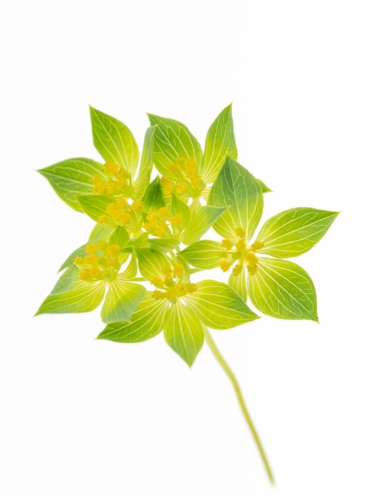 【生花】ブプレリウム 品種おまかせの花アップ