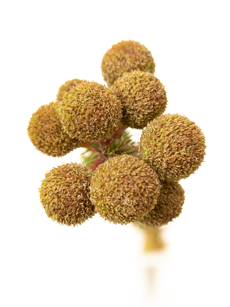 【生花】バーゼリア ガルピニの花アップ