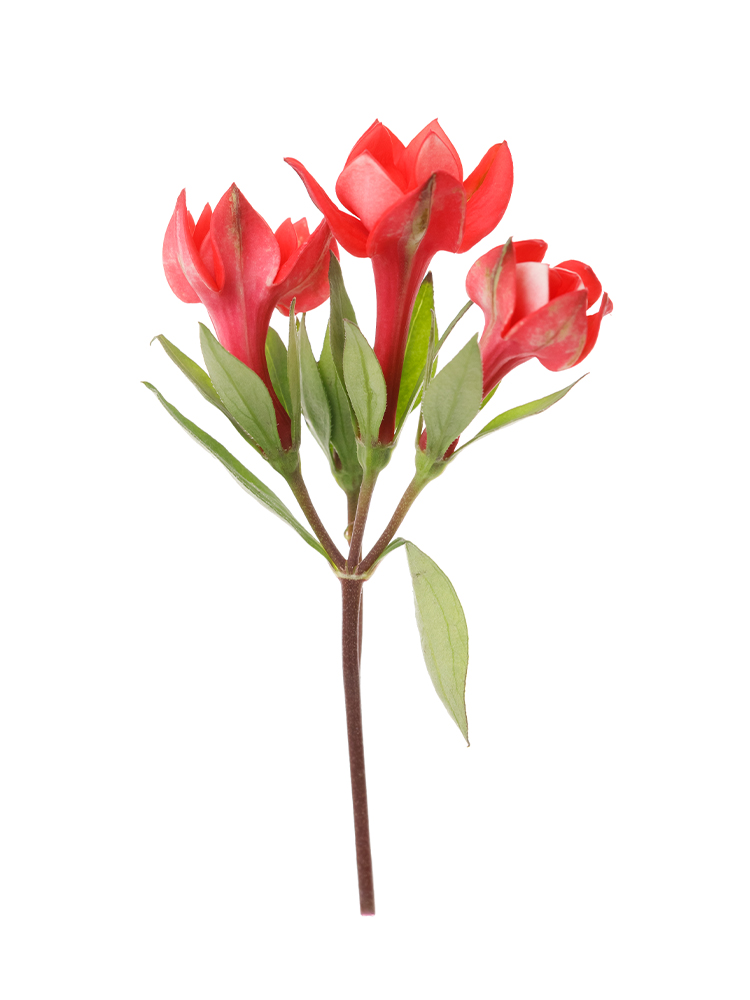 【生花】ブバリア ダイヤモンドコーラルの花アップ