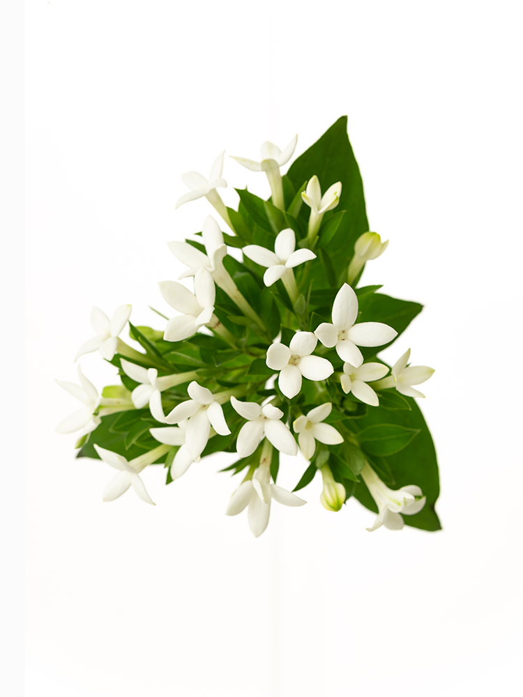 【生花】ブバリア(白) 品種おまかせの花アップ