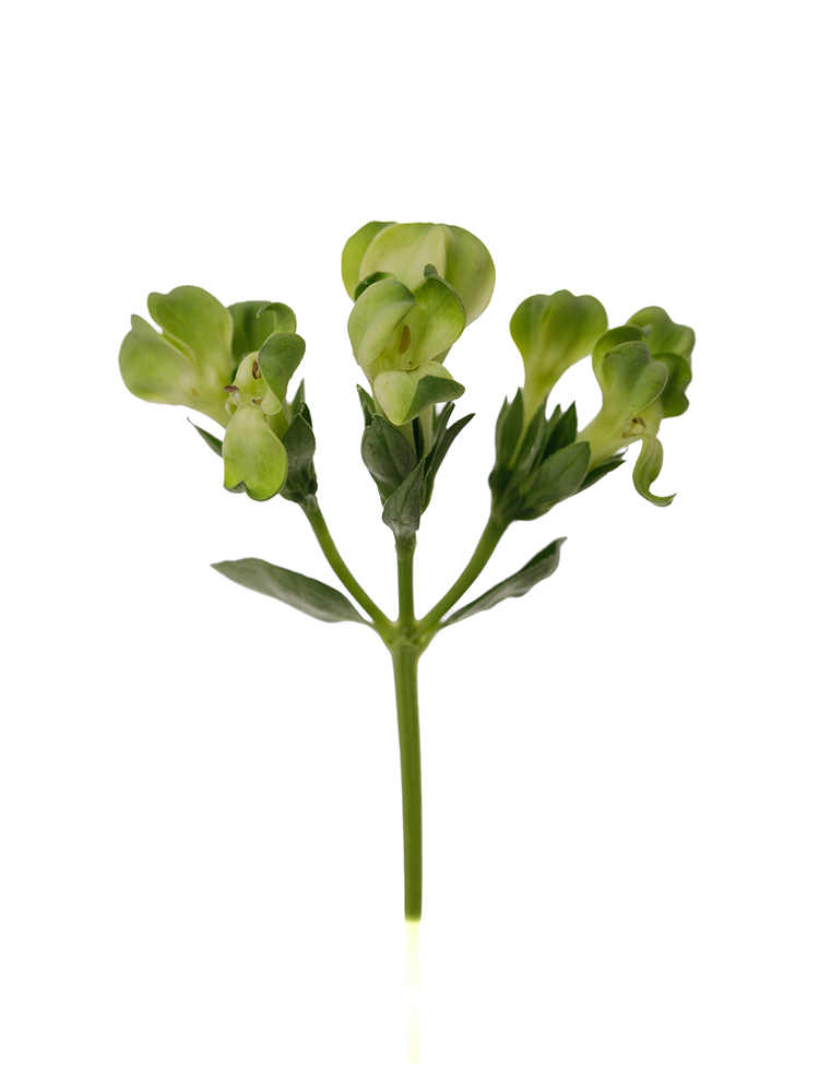 【生花】ブバリア ロイヤルグリーンサマーの花アップ