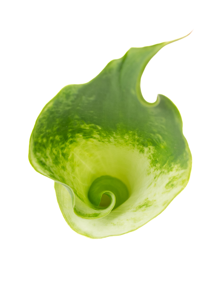 【生花】カラー グリーンゴッデスの花アップ