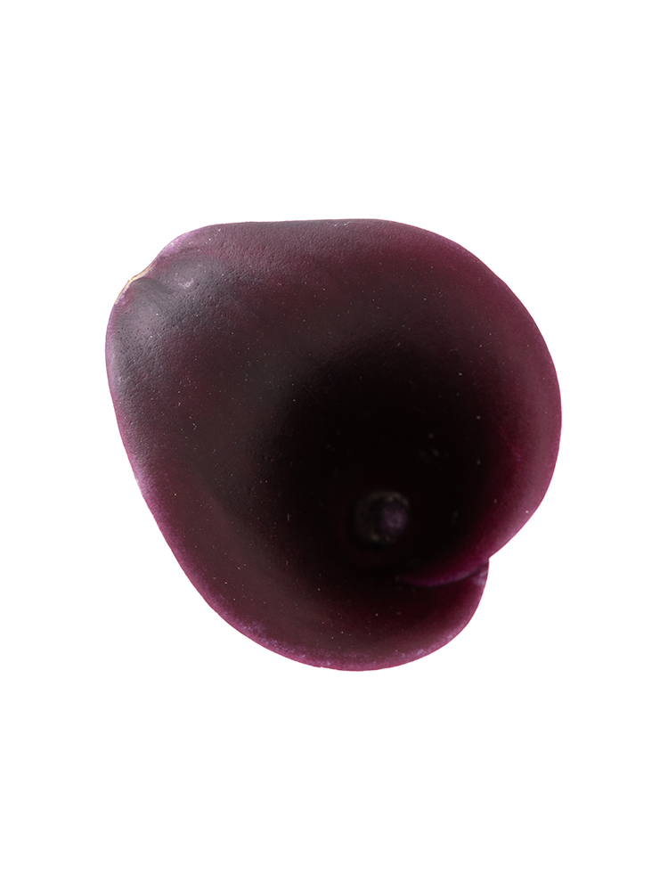 【生花】カラー(紫) 品種おまかせの花アップ