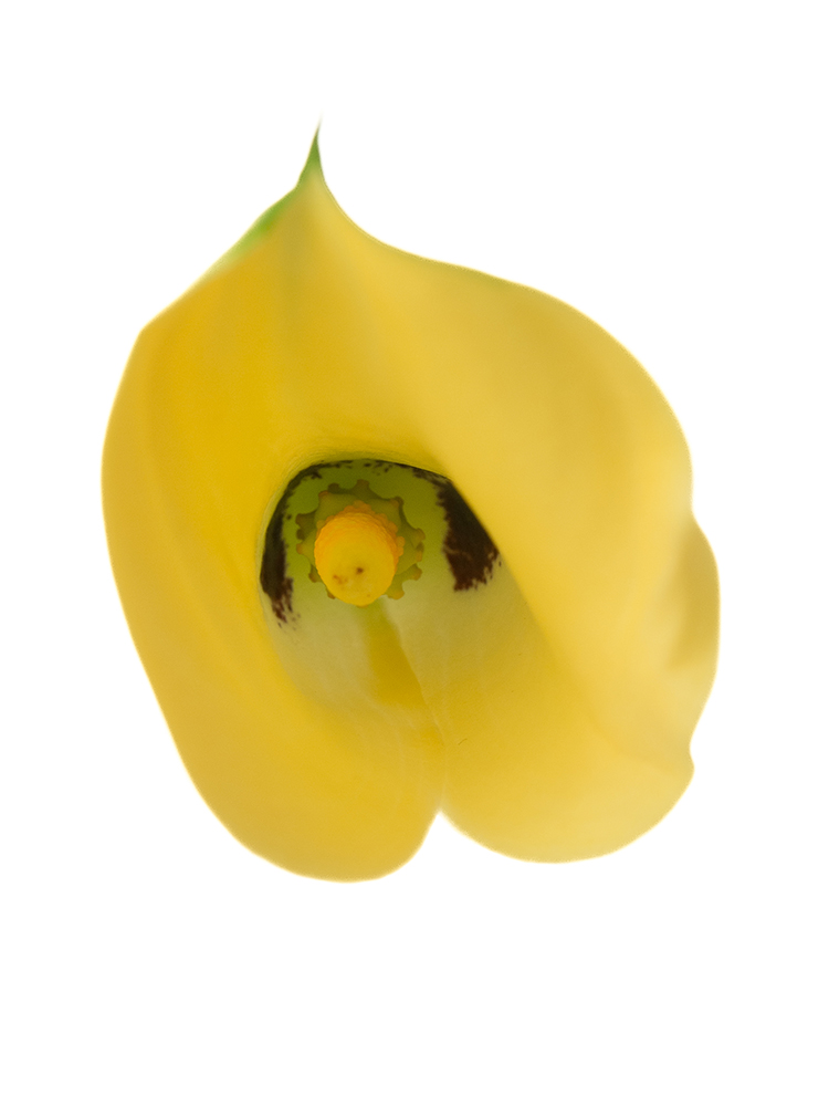 【生花】カラー(黄) 品種おまかせの花アップ