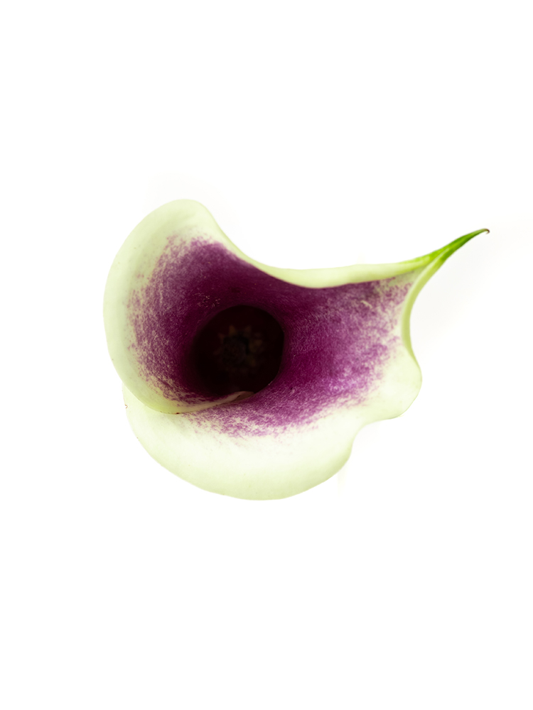 生花】片品村のアジサイ アキイロムラサキ 花径15-20cm程度【OT