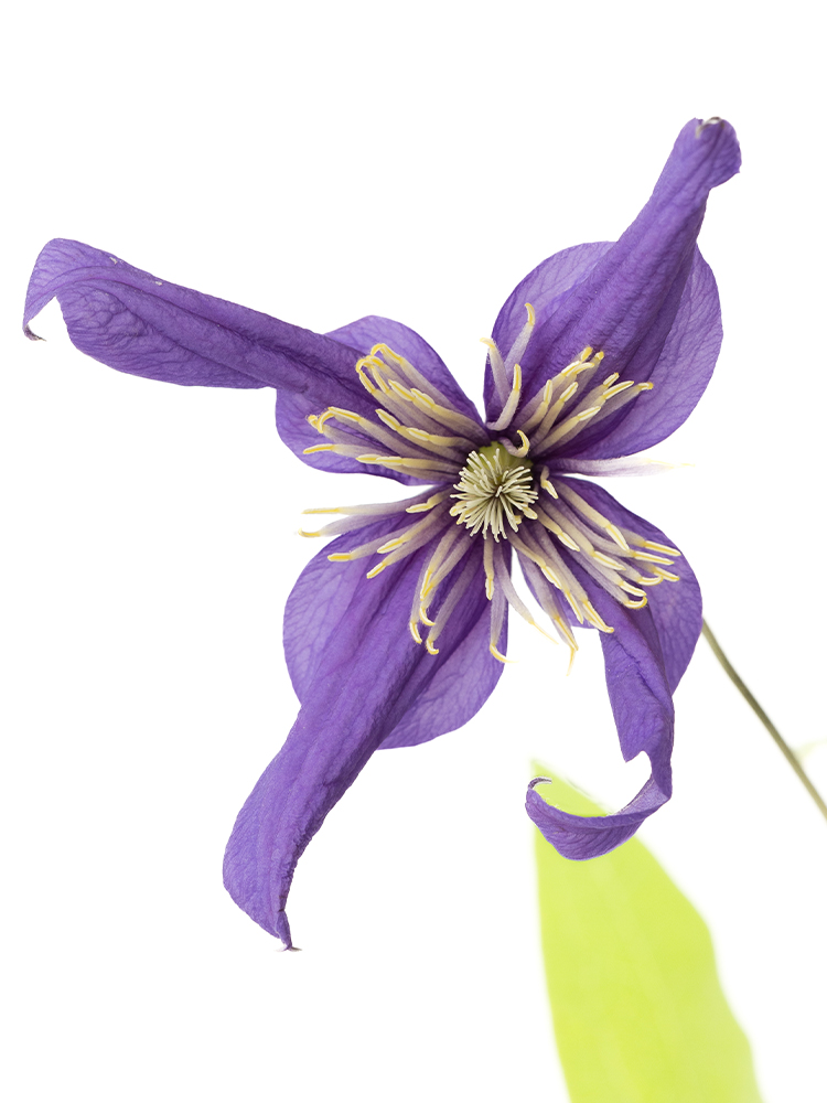 【入荷花材】クレマチス　デュランディの花アップ