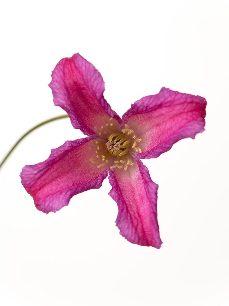 【生花】クレマチス エトワールローズの花アップ