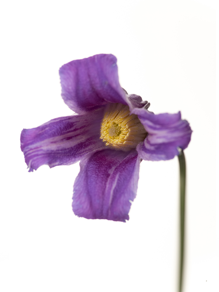 【生花】クレマチス 籠口の花アップ