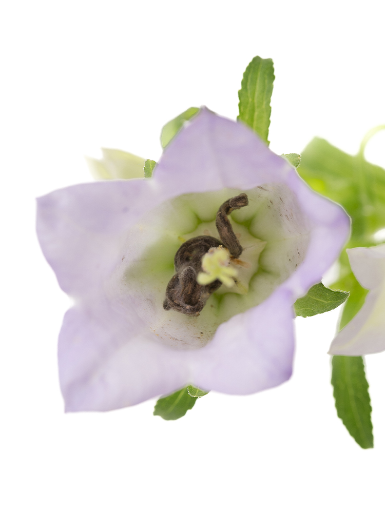 【生花】カンパニュラ チャンピオンスカイブルーの花アップ