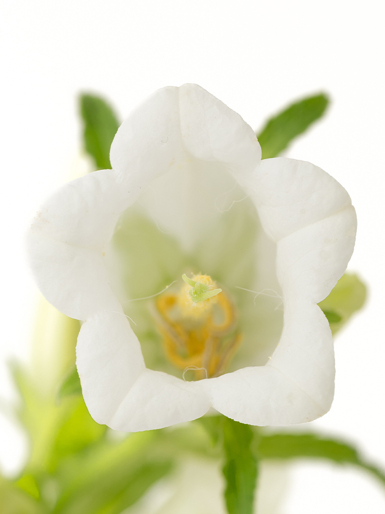 【生花】カンパニュラ(白) 品種おまかせの花アップ