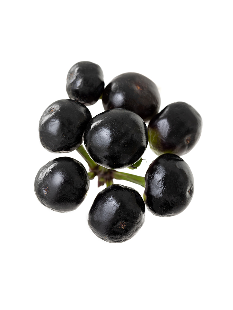 【生花】コニカル 品種おまかせ(黒)の花アップ