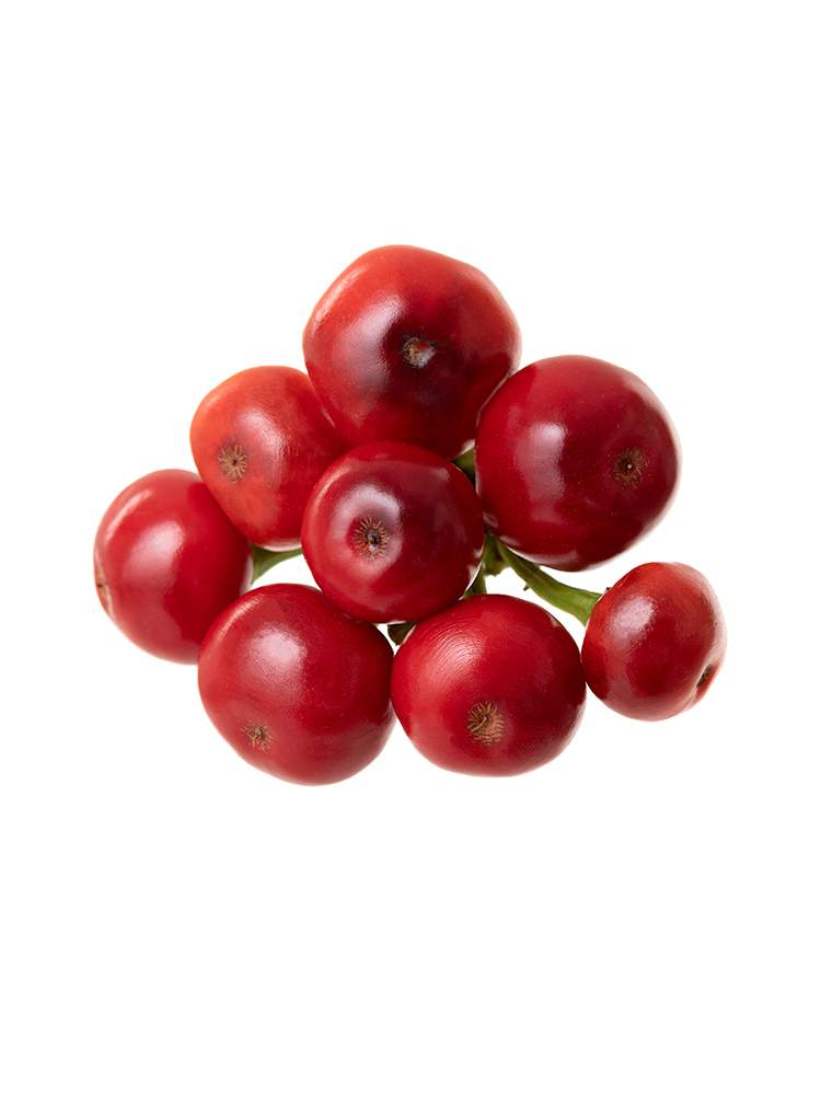 【生花】コニカル 品種おまかせ(赤)の花アップ