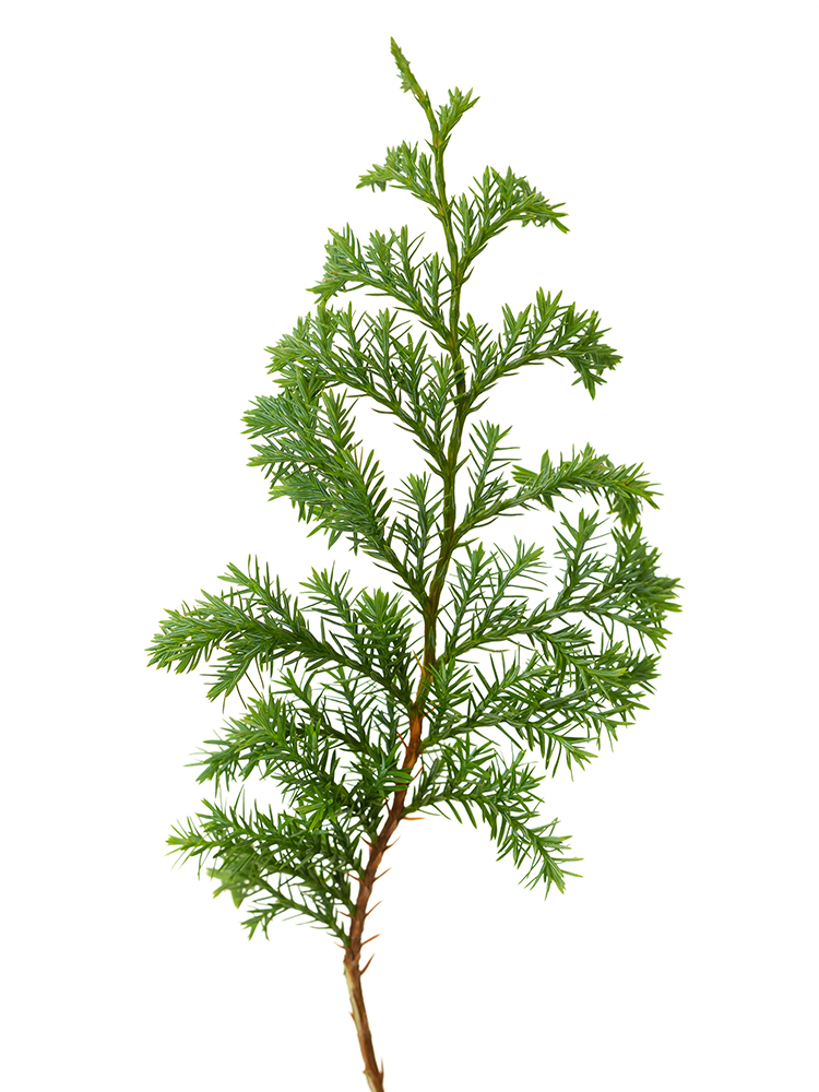 【生花】コニファー ひむろ杉 40cmの花アップ