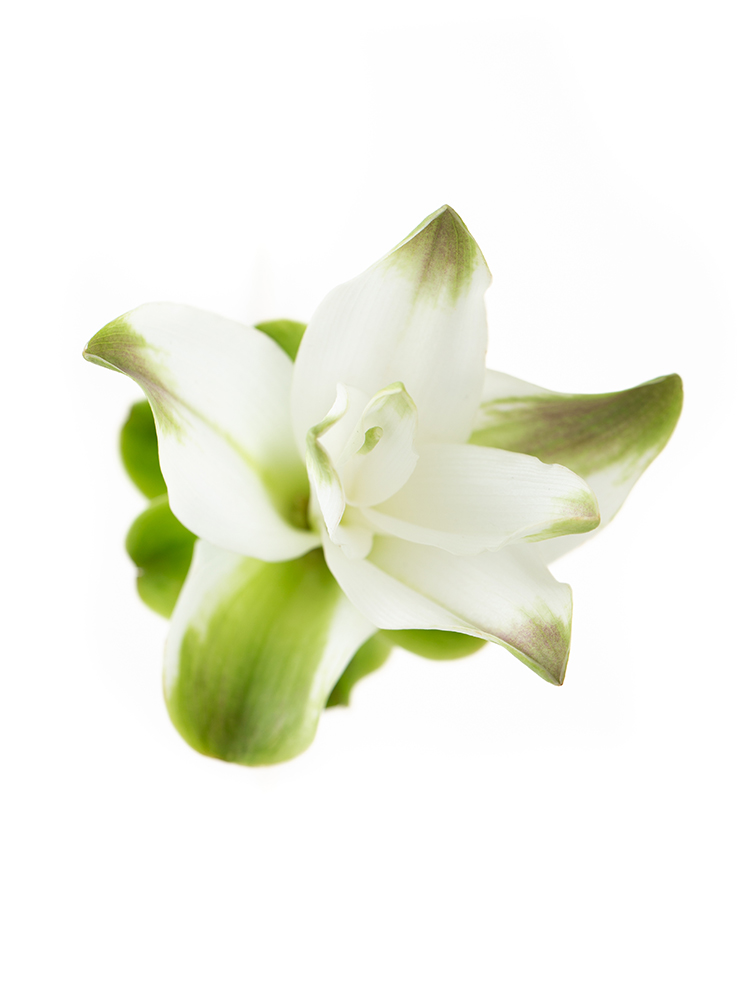 【生花】クルクマ クルクマホワイトの花アップ