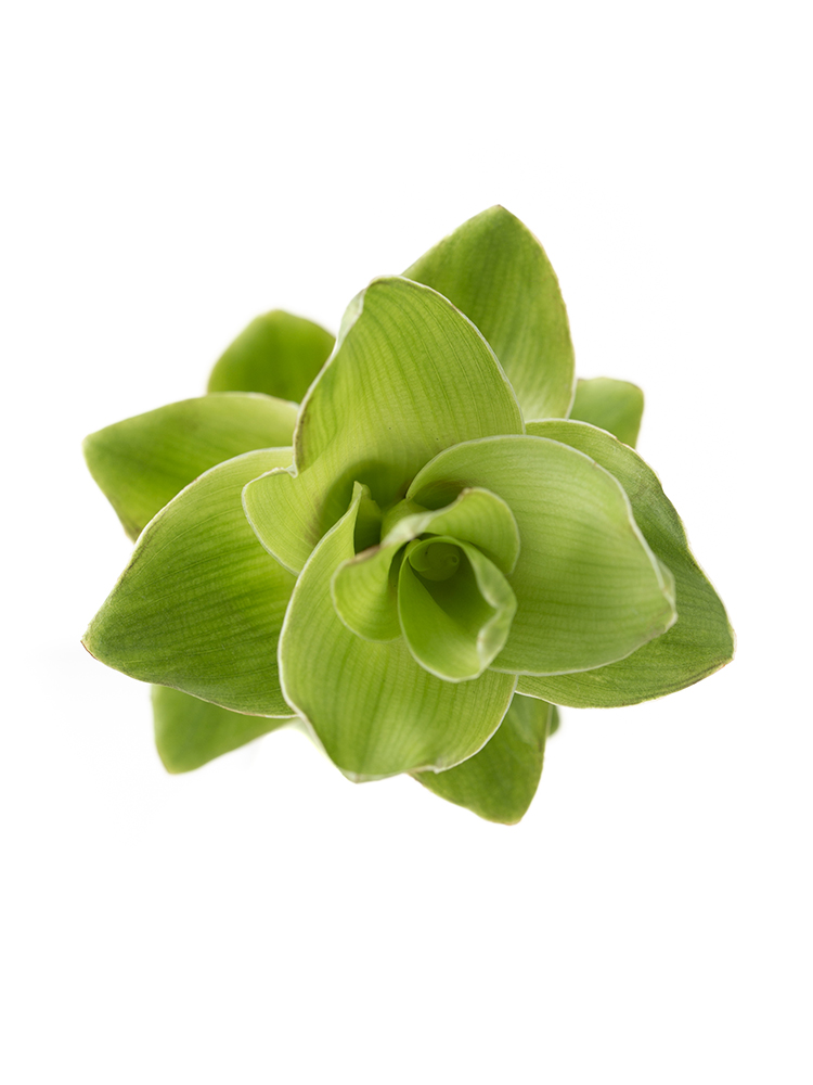 【生花】クルクマ エメラルドパゴダの花アップ