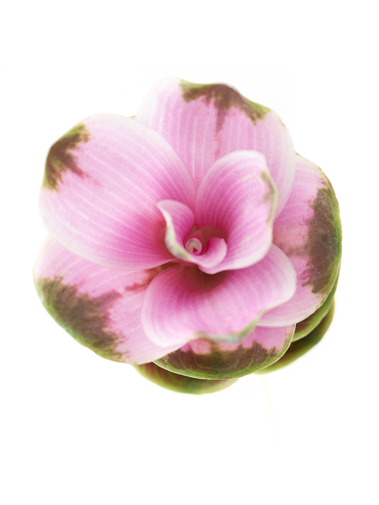 生花】クルクマ メーテンNo.1【ピンク/50cm/鹿児島県】｜Flower