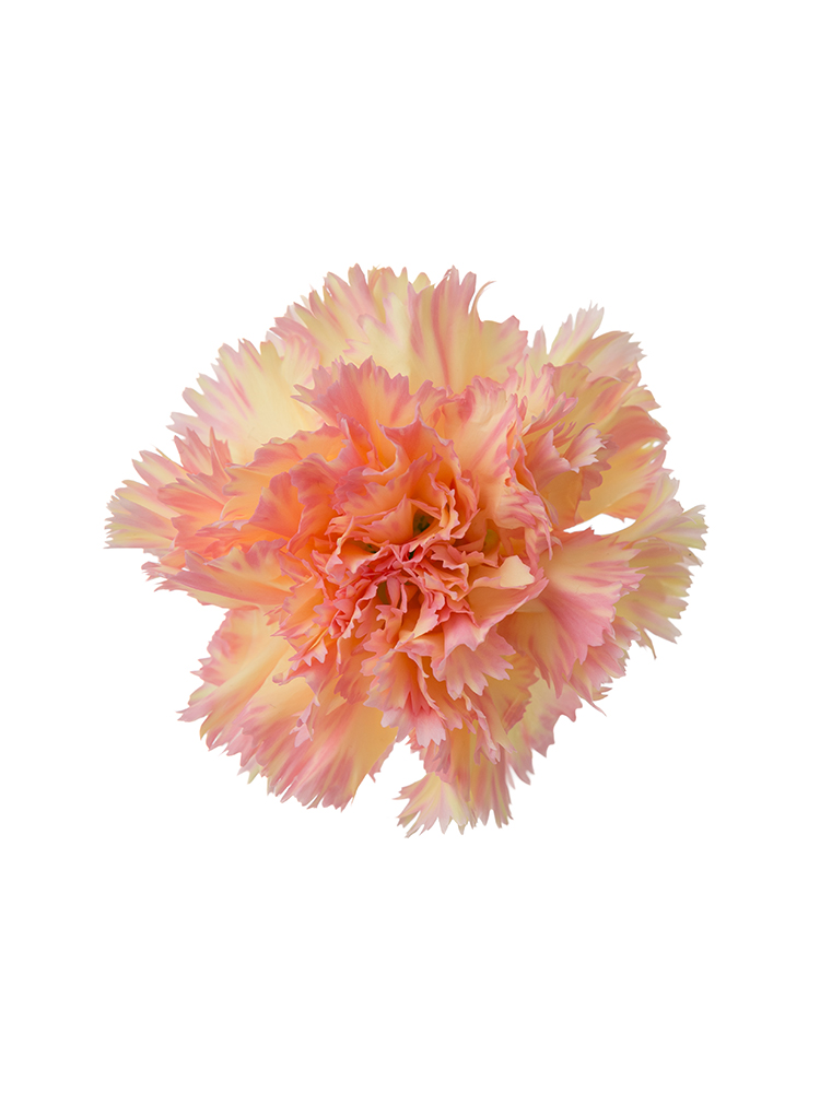 【生花】カーネーション アクティバの花アップ