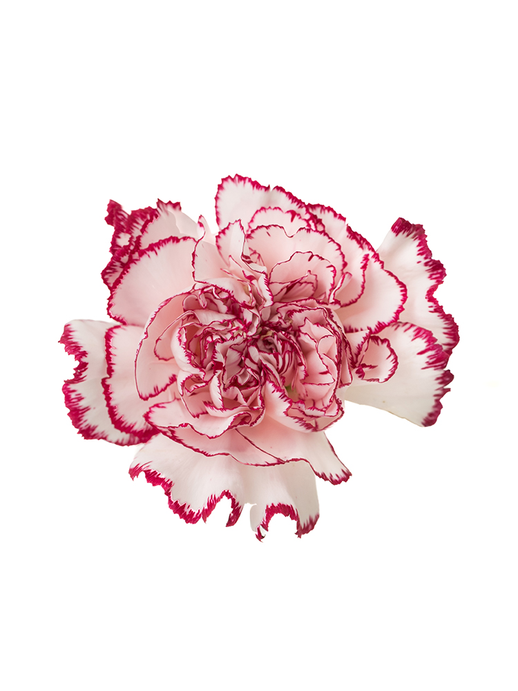 【生花】カーネーション バカラの花アップ