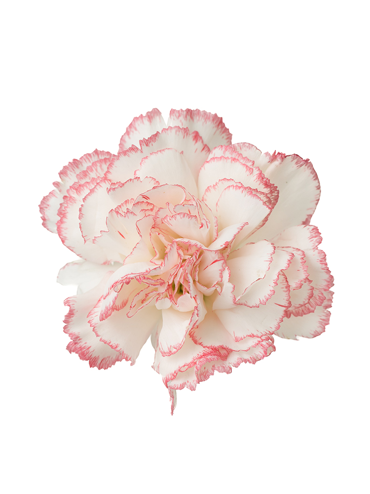 【生花】カーネーション バカラピンクの花アップ