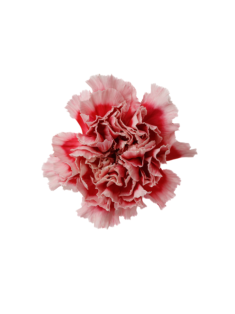 【生花】カーネーション チェリオの花アップ