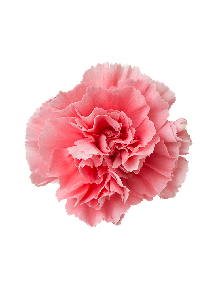 【生花】カーネーション コットンキャンディの花アップ