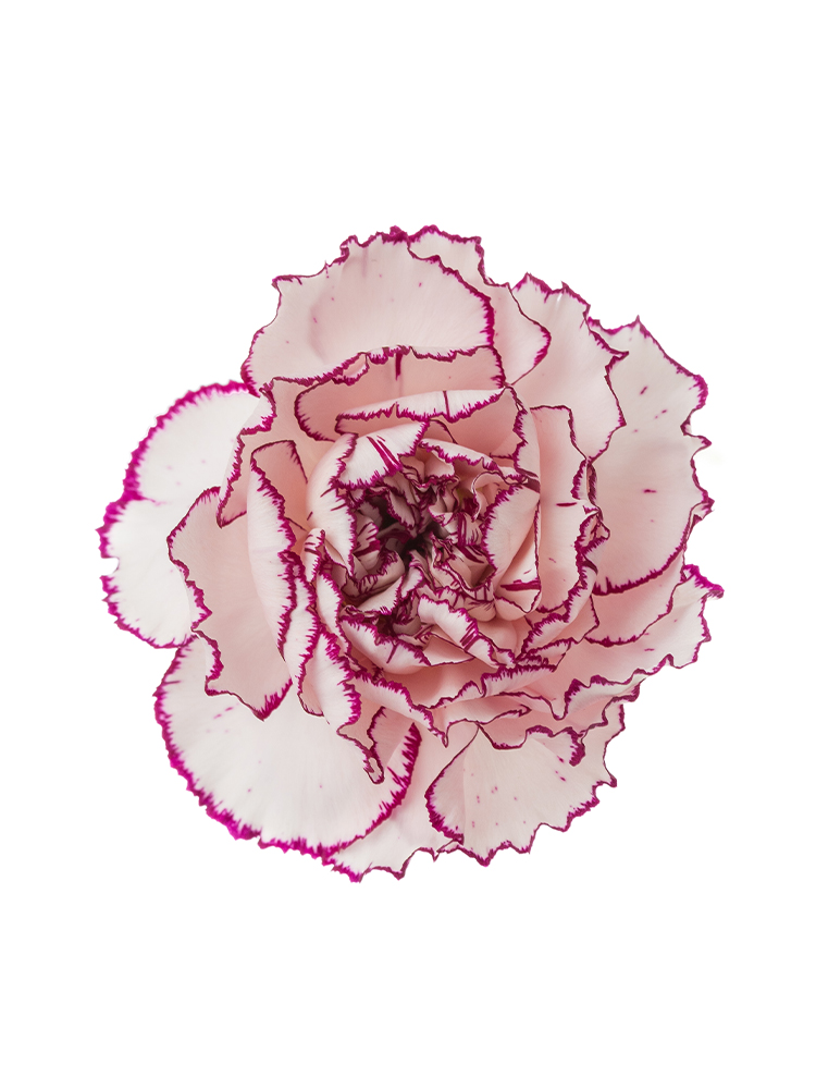 【生花】カーネーション ダマスカスの花アップ