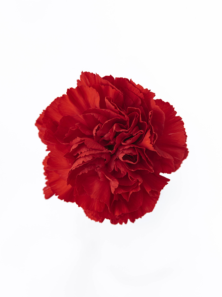 【生花】カーネーション エクセリアの花アップ