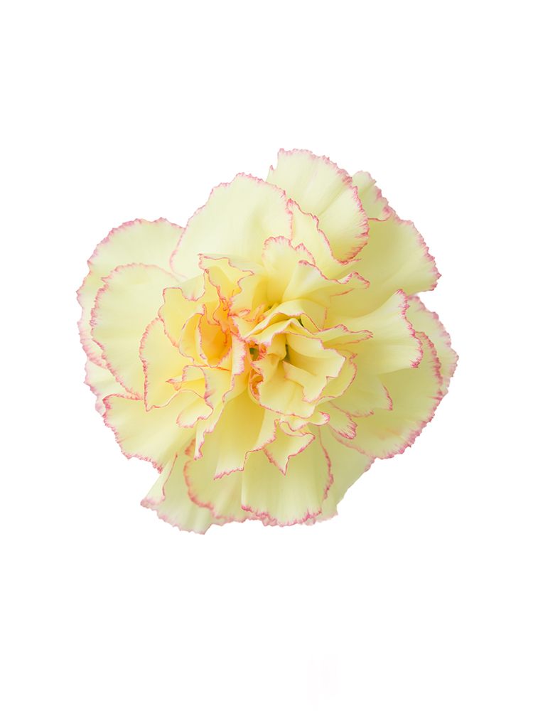 【生花】カーネーション フィエスタコマチの花アップ