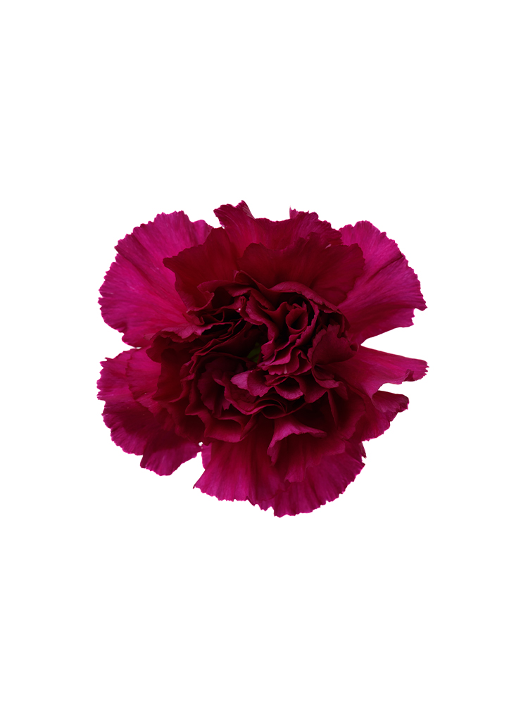 【生花】カーネーション ゴレムの花アップ