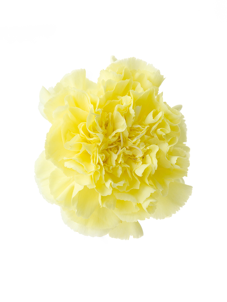 【生花】カーネーション キロの花アップ