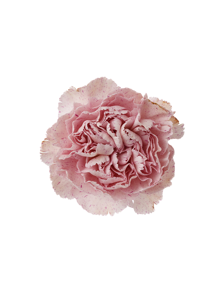 生花】カーネーション ラベンダーピクセル【紫/60cm/コロンビア