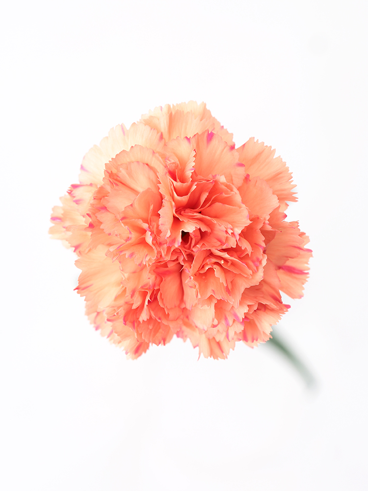 【入荷花材】カーネーション　ライオンキングの花アップ