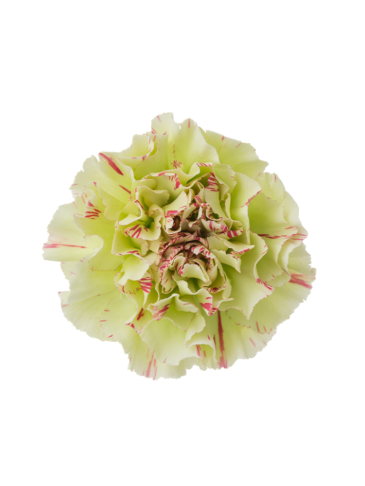 【生花】カーネーション モチの花アップ