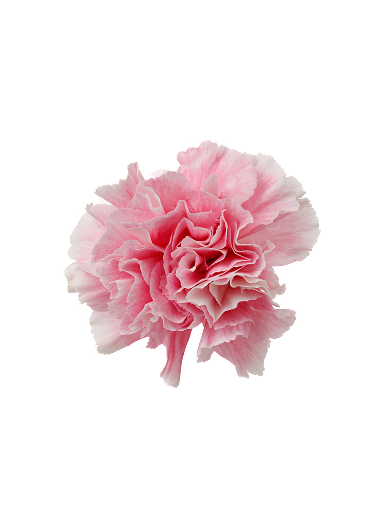 【生花】カーネーション ミスティの花アップ