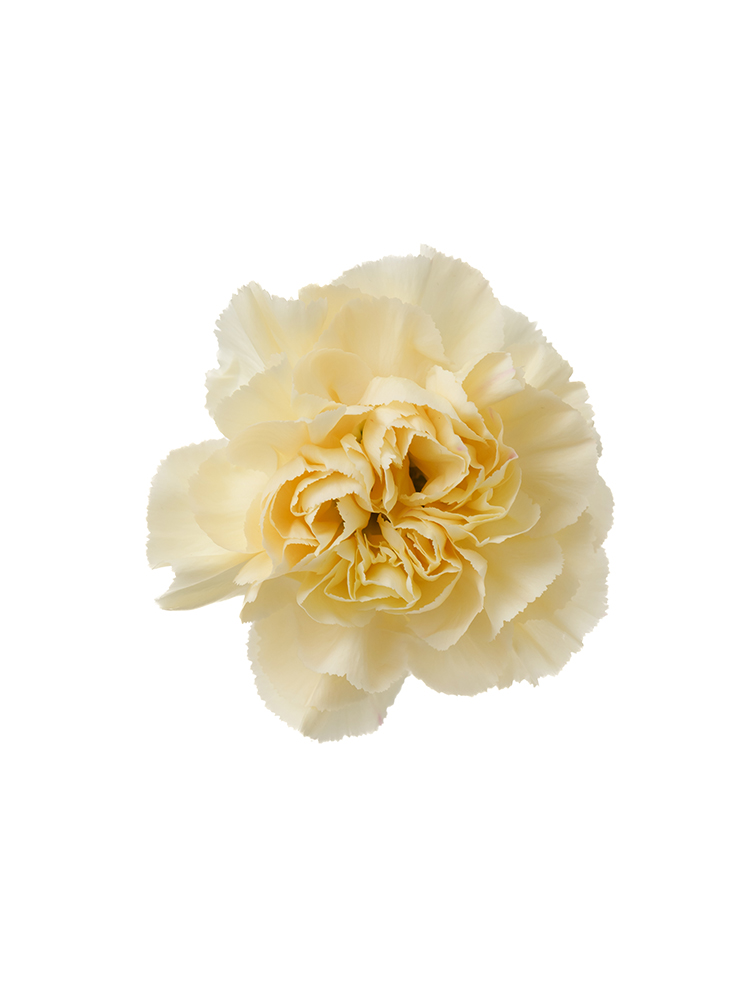 【生花】カーネーション ミナミの花アップ