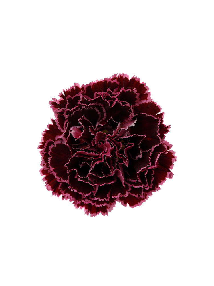 【生花】カーネーション ノビオバーガンディの花アップ