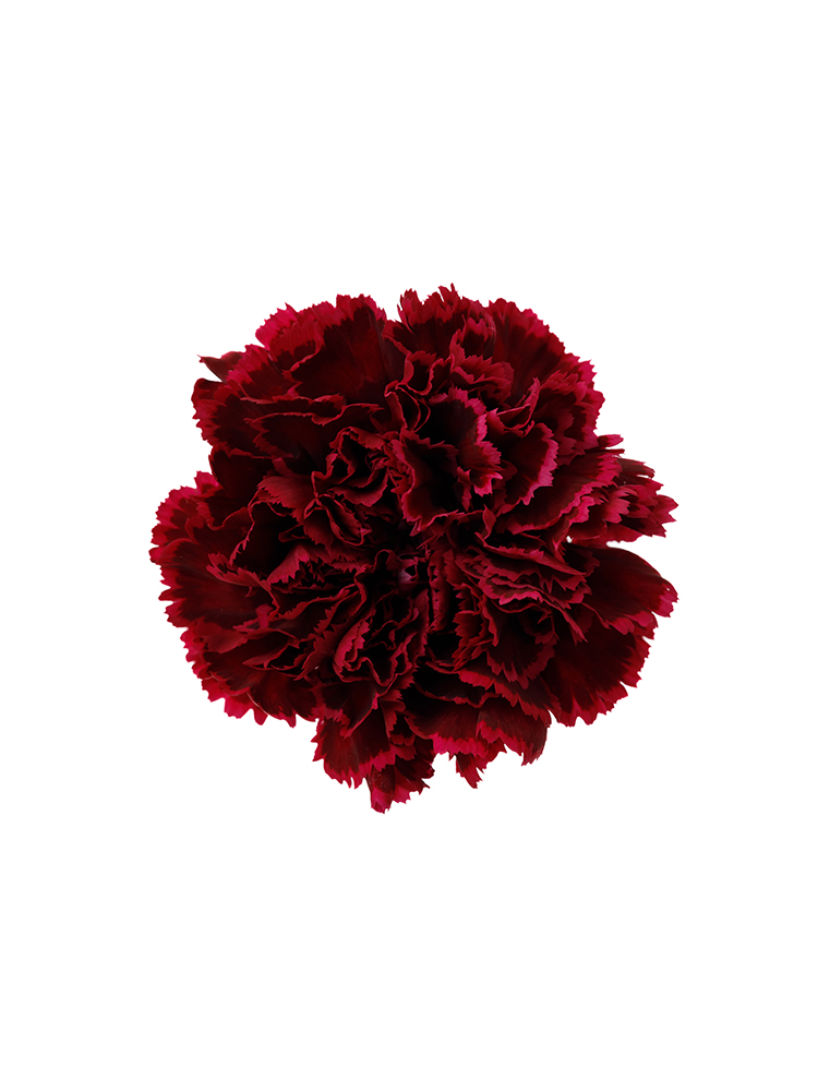 【生花】カーネーション ノビオパレットの花アップ