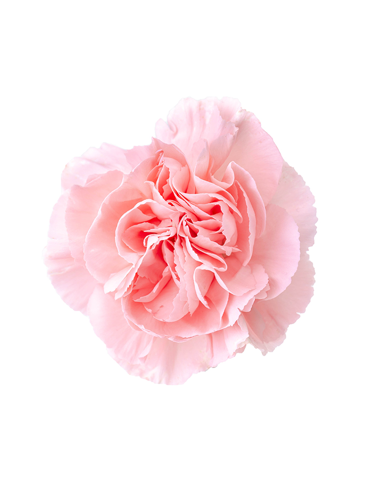 【生花】カーネーション 品種おまかせ(薄ピンク)の花アップ