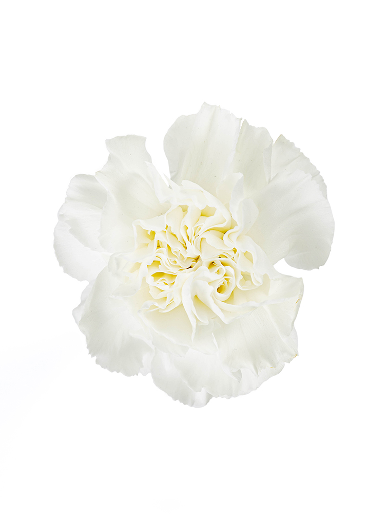 生花】カーネーション(白) 品種おまかせ【60cm/愛知県】|Flower 生花】カーネーション(白) 品種おまかせ【60cm/愛知県】|Flower