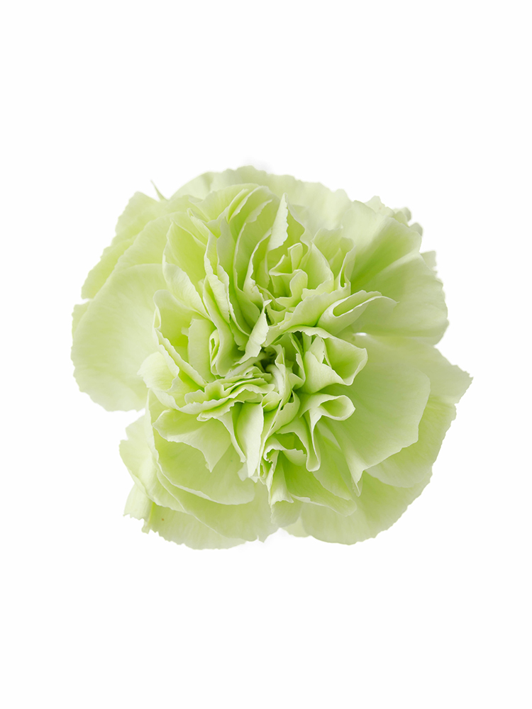 【入荷花材】カーネーション　プラドミントの花アップ