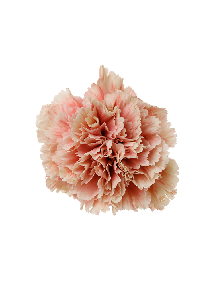 【生花】カーネーション プリメロマンゴの花アップ