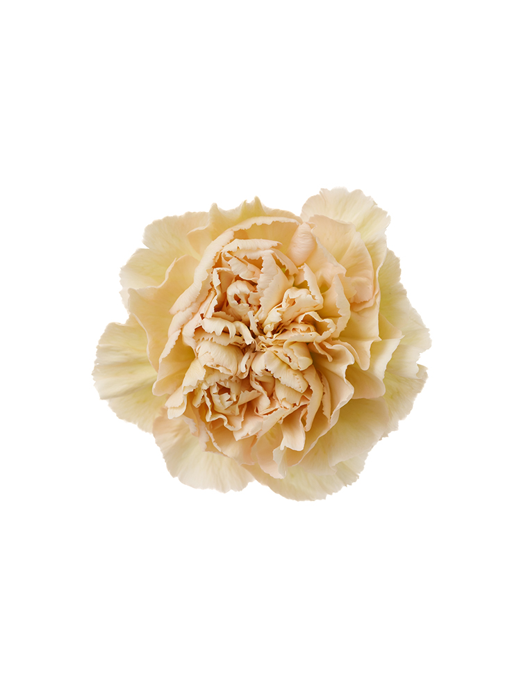 【生花】カーネーション　レージェマロンの花アップ