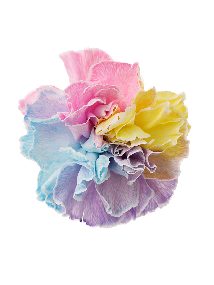 【生花】カーネーション レインボーの花アップ
