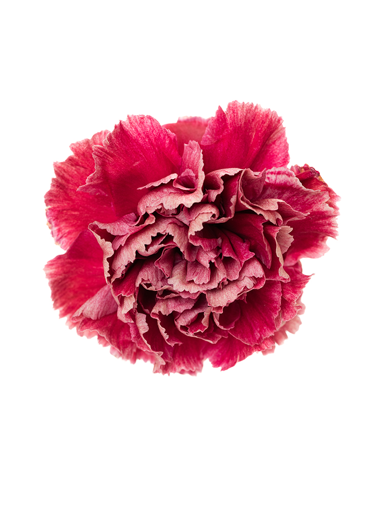 【生花】カーネーション セイラムの花アップ