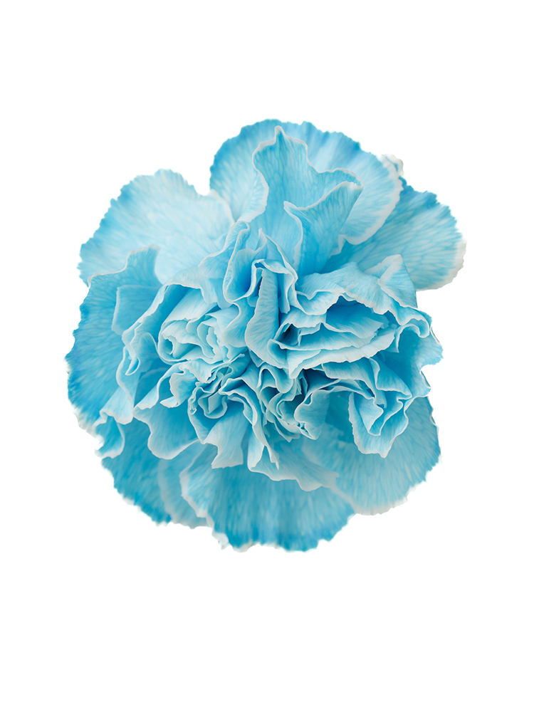 【入荷花材】カーネーション ティントロイヤルブルーの花アップ